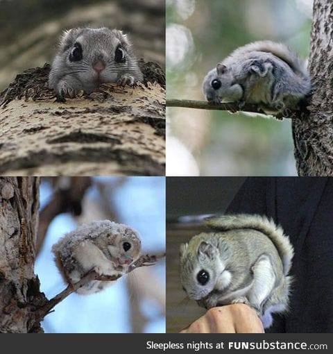 Japanese flying squirrels look unreal