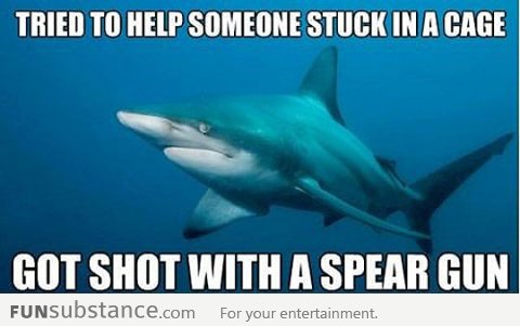 Is tough being a shark