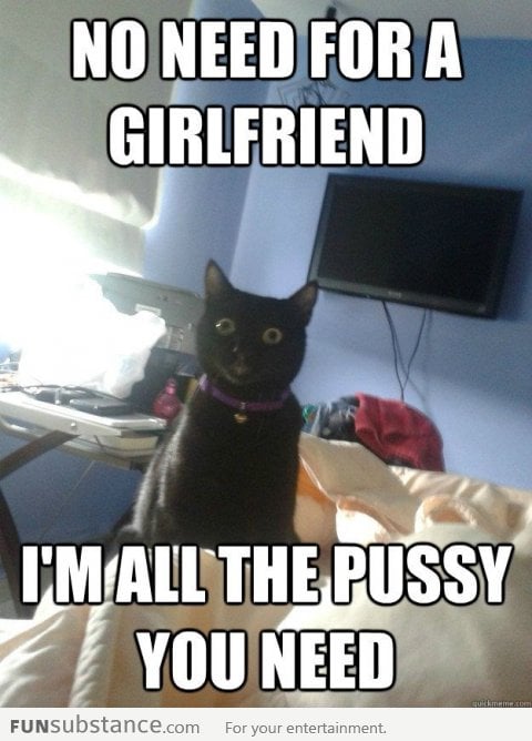 Overly attached cat