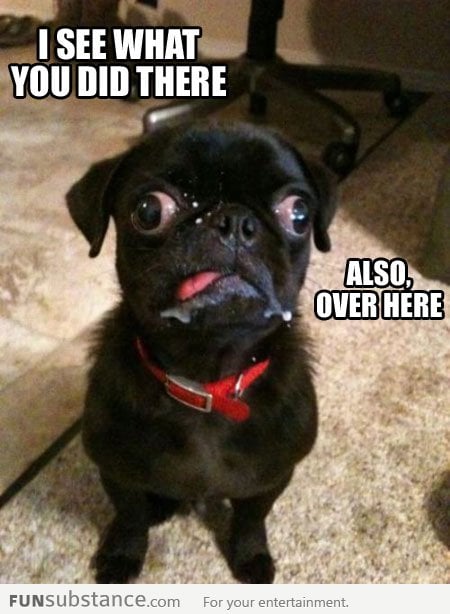 Derp Pug is on to you