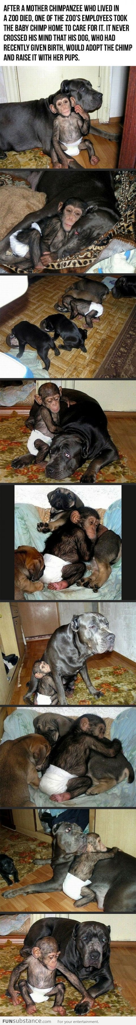 Dog Adopts Baby Chimpanzee