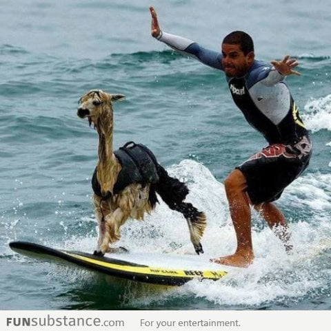 Peru, where Alpacas surf.