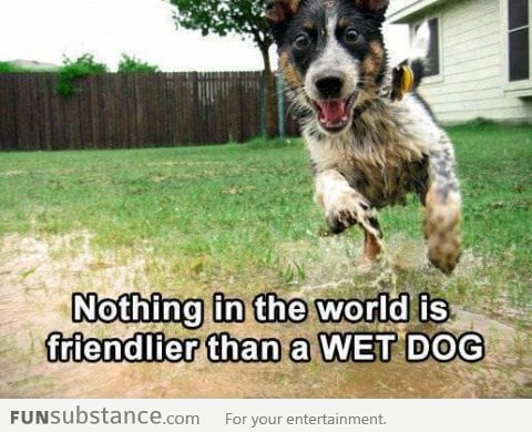 Nothing more friendlier than a wet dog