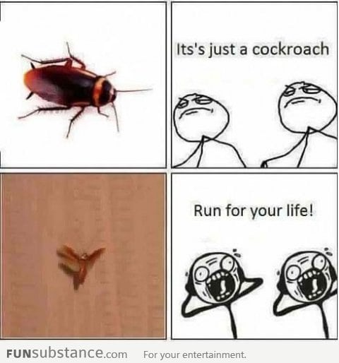 Meh It's Just A C*ckroah... OMG It Flies!