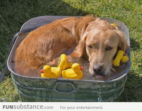 Go For A Bath They Said, You'll Have Ducks They Said