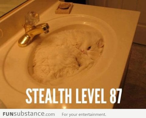 Stealth Cat