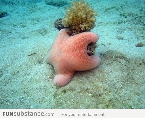 OMG Patrick Is That You?!