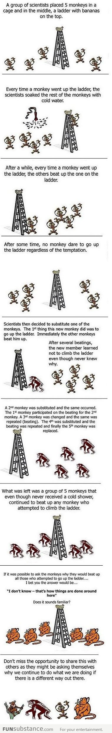 Monkey experiment