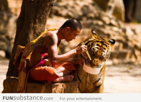 Nothing special, just a monk sharing food with a tiger