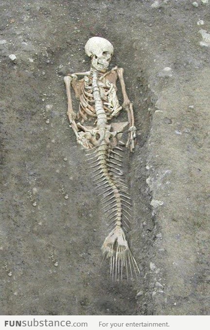 Real mermaid skeleton found