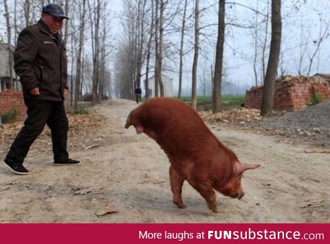 Farmer teaching his pig born without any back legs to walk