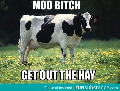 Moo!