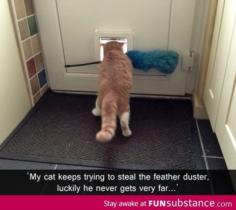 Clever cat