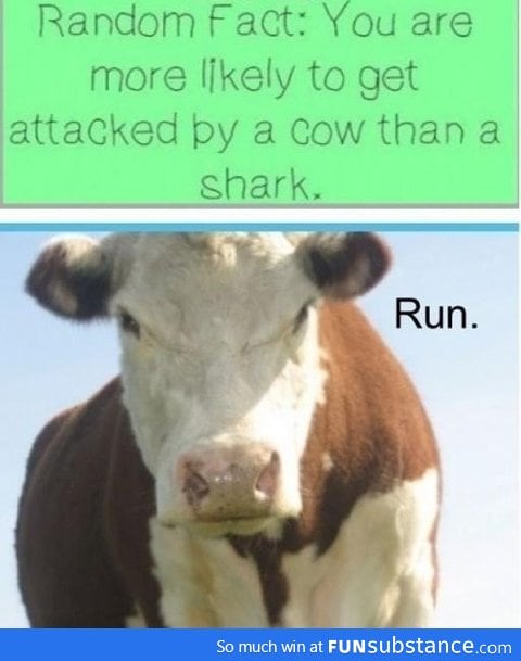 Watch out for a cow