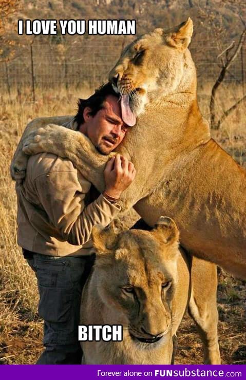 Lion love