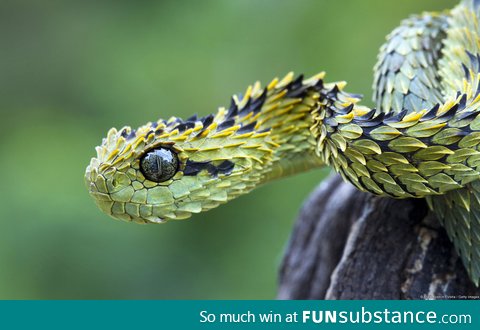 Mesmerizing scales - Bush Viper