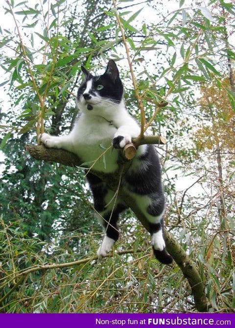 Never underestimate a cat's climbing or balancing abilities