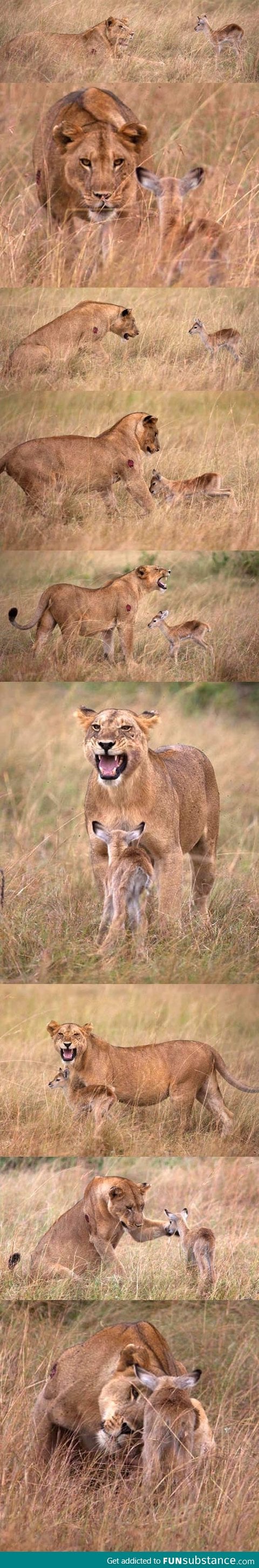 Lioness adopts baby gazelle