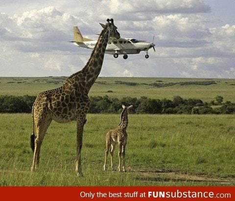 Just a giraffe eating a plane