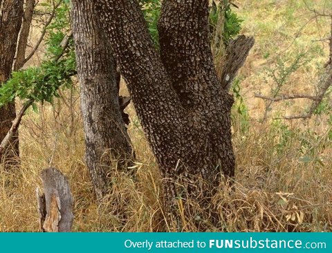 Believe me there is a leopard in this photo