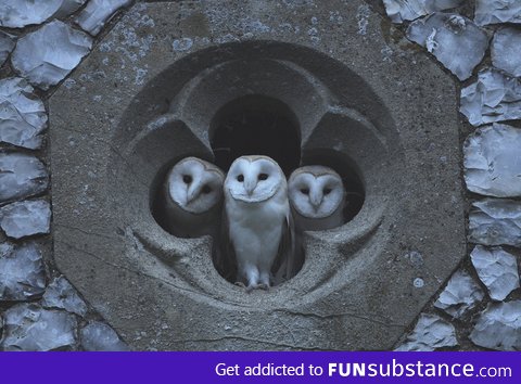 Barn owls at church