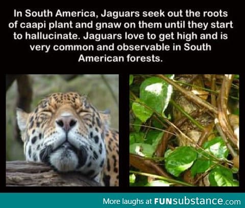 Oh Jaguars, you so silly