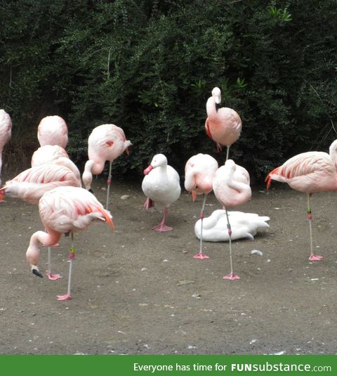 This duck thinks he's a flamingo. "When in Rome..."