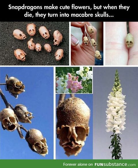 Quite the scary flowers