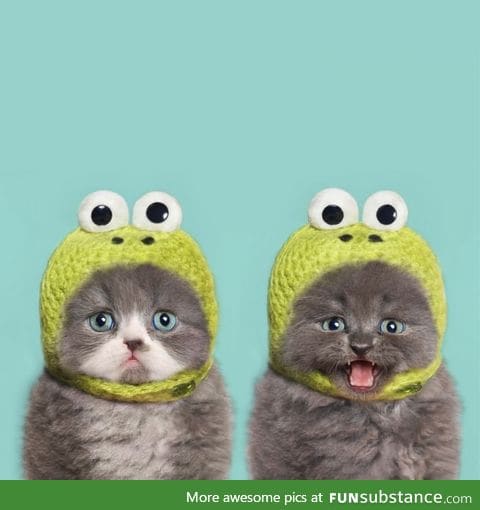 Two kittens in knit frog hats are definitely better than one