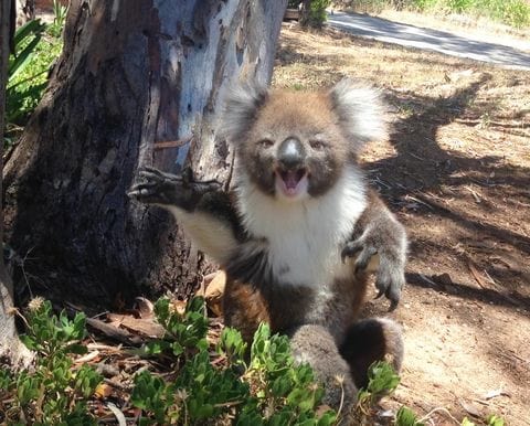 Koala weeps after getting kicked out of tree