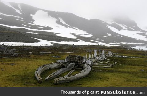 A whale fossil in Antarctica