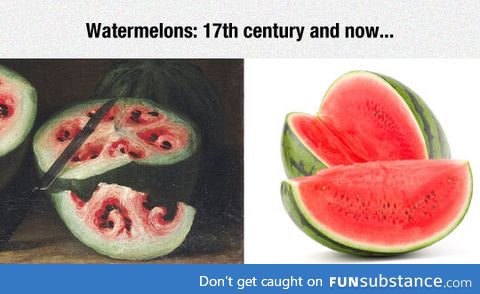Wow, watermelons really changed over the centuries