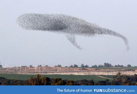 A murmuration of migrating starlings form the shape of a whale as they cross the sky