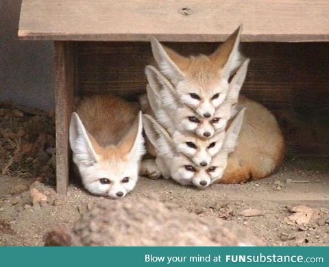 Properly organized fox storage