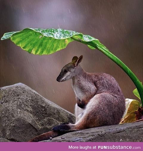 For all those that have been having miserable, rainy days in Sydney, here's a wallaby