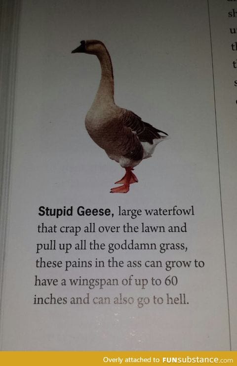 Stupid geese