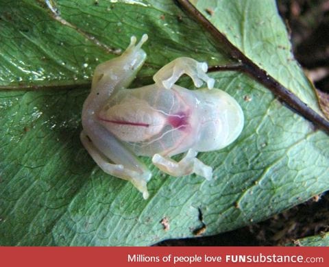 Fully transparent rain forest frog