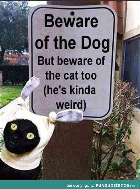 Beware of the cat too, he is kinda weird