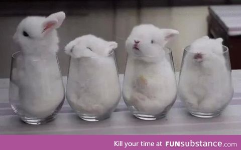 I'll take ten glasses of bunny to go pls