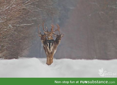 Three deers standing in perfect alignment