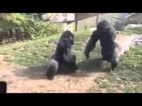 These two gorillas boxing it out