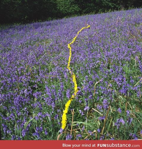 A string of dandelions thru a field of lavender