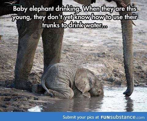 Baby elephant drinking water