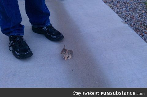 The smallest bunny ever