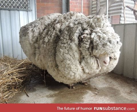 Chris the sheep who set a world record for 'most fleece sheared from a sheep'