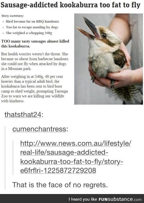 Fat kooka