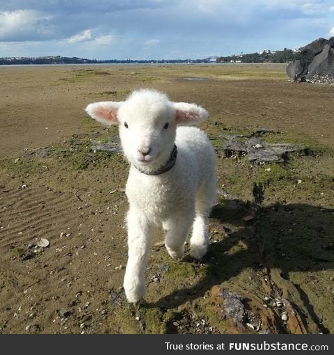 Day 437 of your daily dose of cute: Did you know that sheep are actually evil plotters