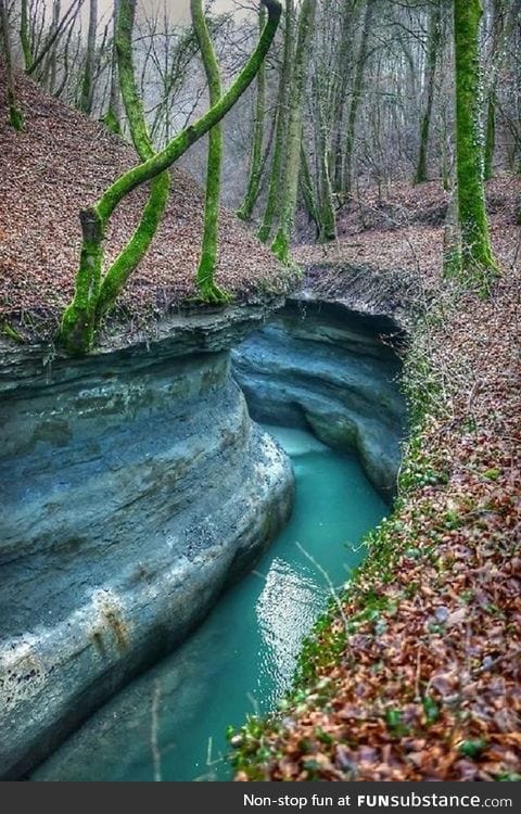 Amazing forest scene