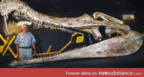 Skull of prehistoric crocodile Sarcosuchus next to a human