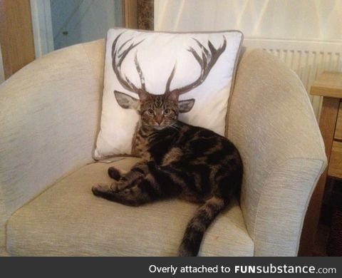 How deer you disturb the cat?